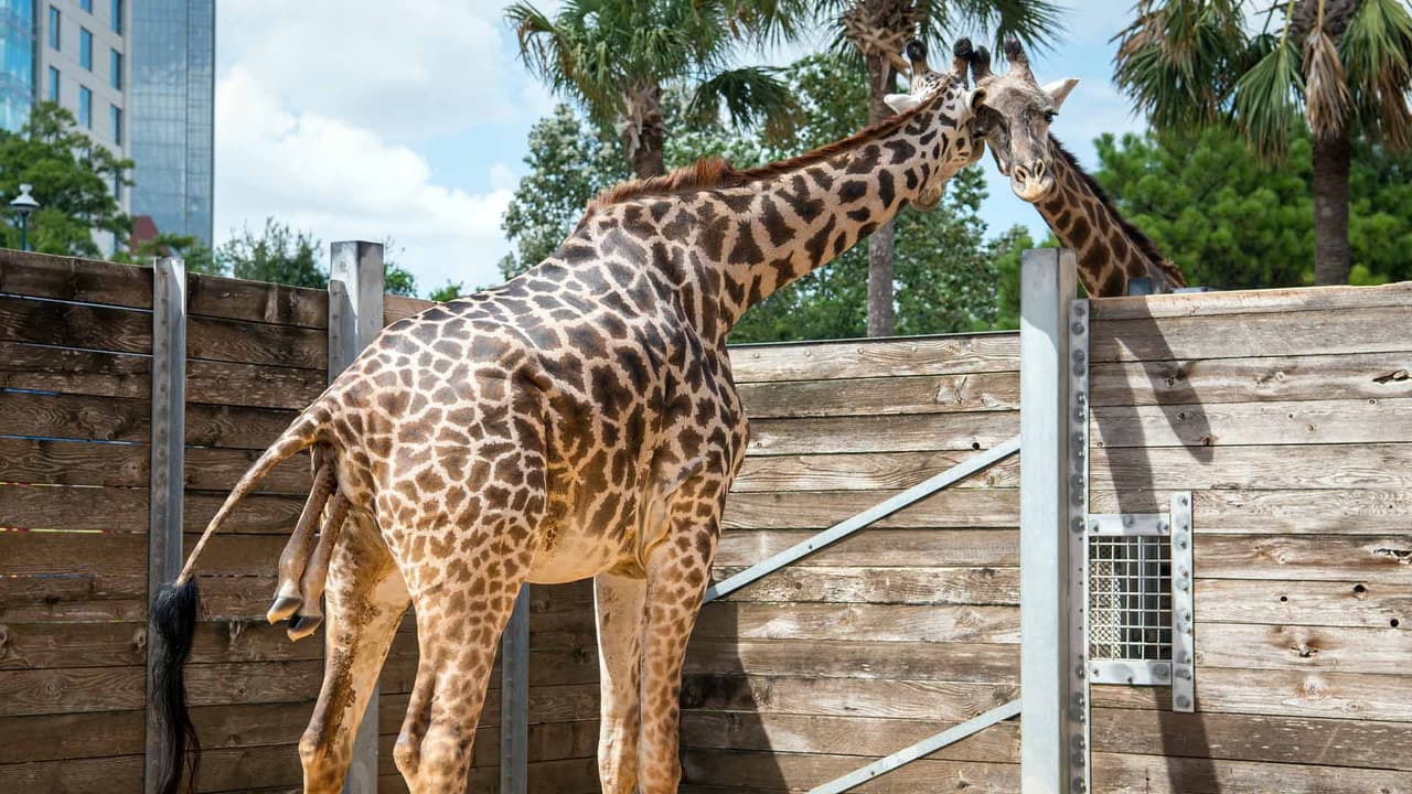 Su madre primeriza, Kamili, estuvo durante dos horas de parto