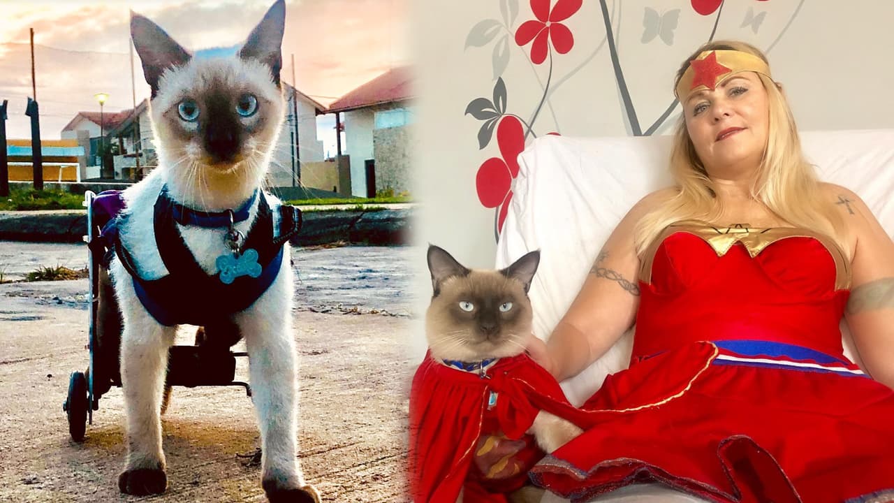 Este gatito vive en silla de ruedas, pero su historia te dará esperanza