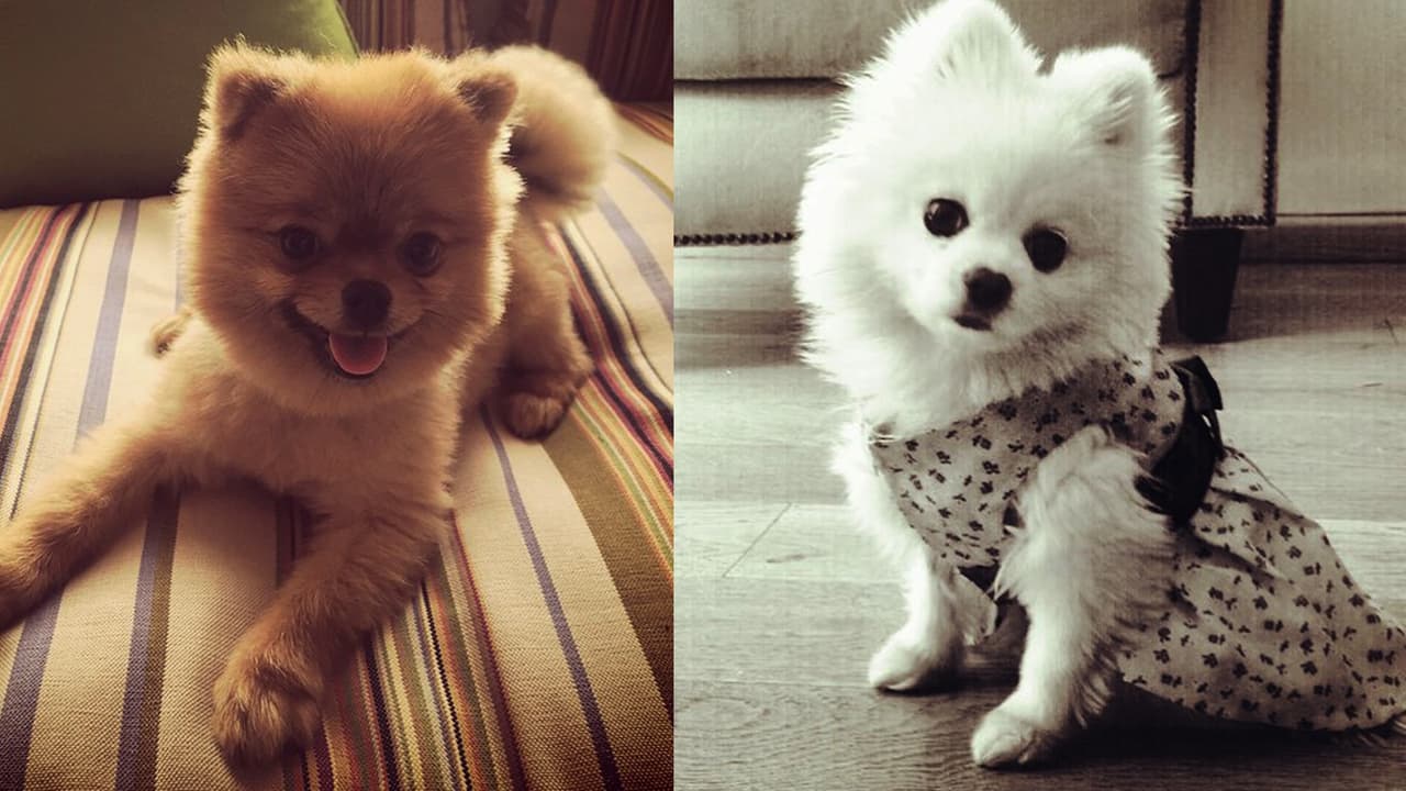 Estas dos hermosas perritas son tan famosas como sus dueñas, Thalía y Yolanda Andrade, tienen mucho estilo y muchos fans también. ¿Quién crees que es la más bonita?