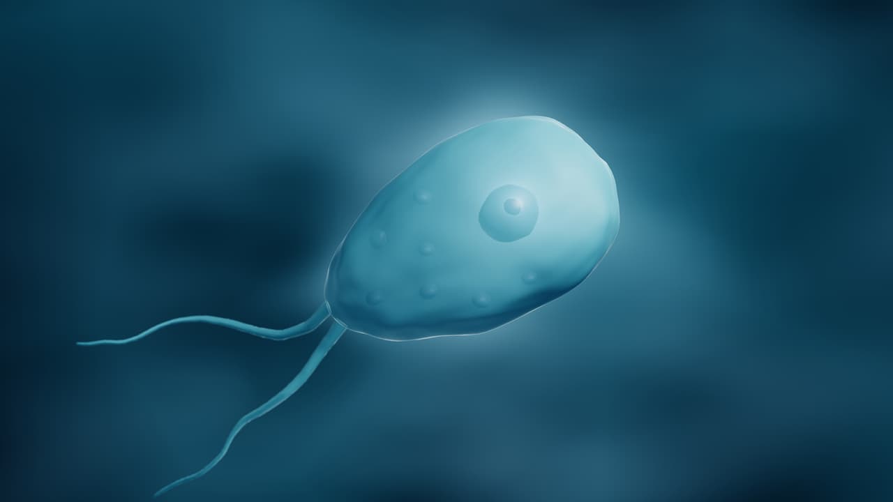 Cómo evitar la infección de la ameba comecerebros que está presente en Florida