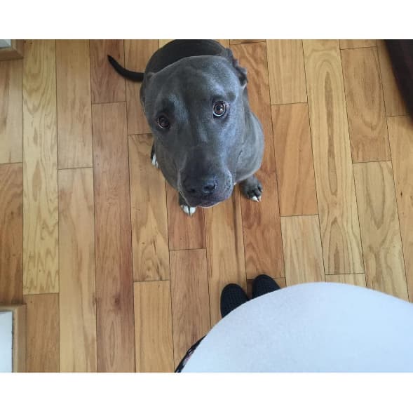 "Quien está ahí adentro ?❤️" escribió la actriz. Su encantadora mascota también se ve muy feliz ya que pronto tendrá bebé en casa.