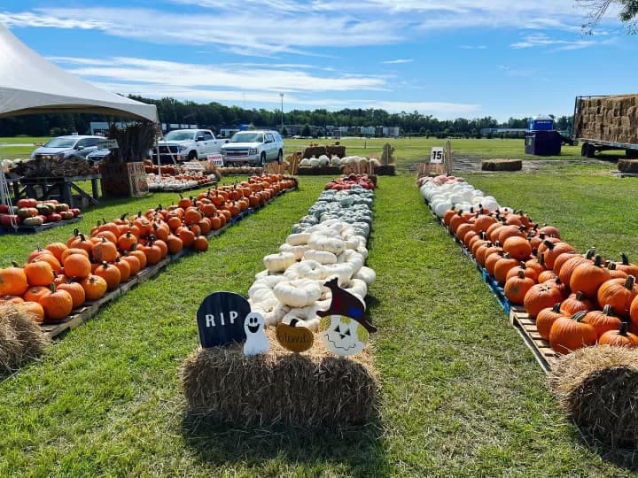 <b>Briley's Farm Market (Greenville)</b>
<br>
<b>Sitio web</b>: 
<a href="https://www.brileysfarmmarketnc.com/">https://www.brileysfarmmarketnc.com/</a> 
<br>
<b><a href="https://maps.app.goo.gl/ZTfQZUiTU2EgcCR78">Cómo llegar</a> </b>
<br>
<br>La entrada incluye un paseo en carruaje, un tobogán gigante, así como la oportunidad de comprar girasoles y calabazas.