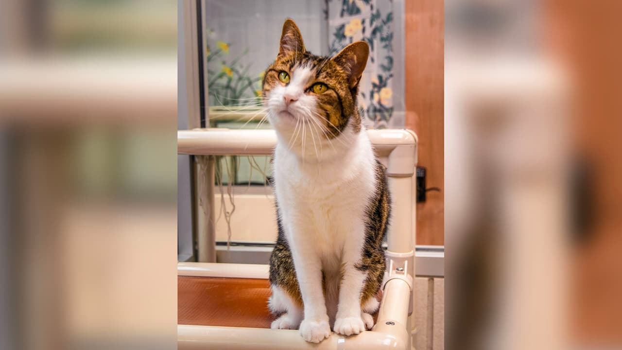 Para obtener más información sobre mascotas en adopción y servicios disponibles consulta 
<a href="https://www.houstonhumane.org/" target="_blank">Houston Humane Society. </a>