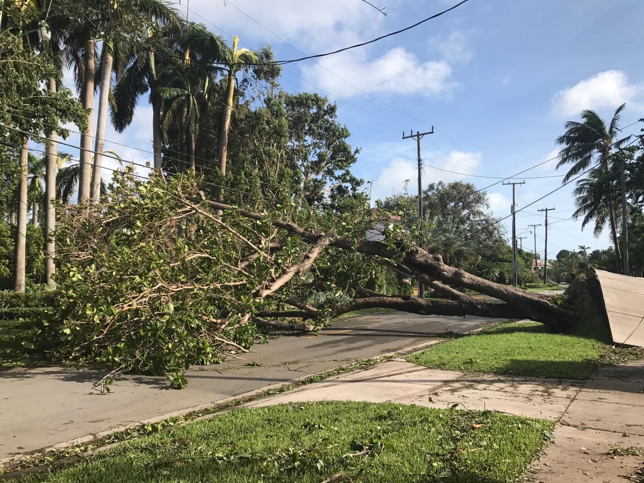 Muy cerca de la entrada exterior a la mansión de Paulina Rubio cayó un árbol.