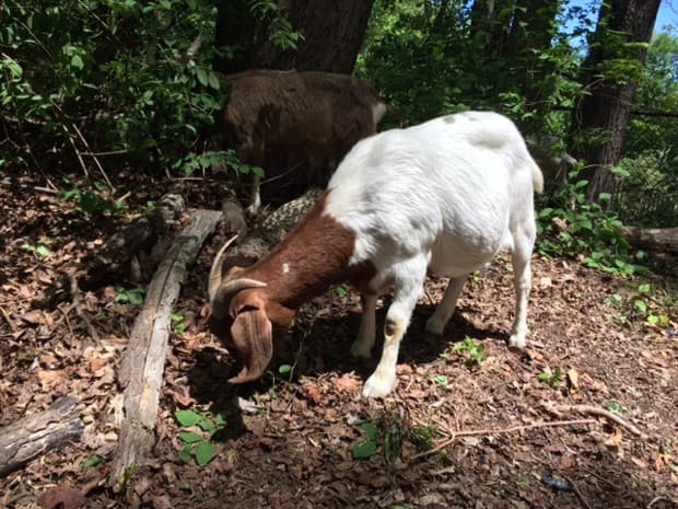 Dos chivos trabajando en el Vale of Cashmere.