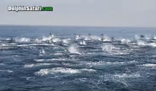 Filman una estampida de delfines en la costa del sur de California