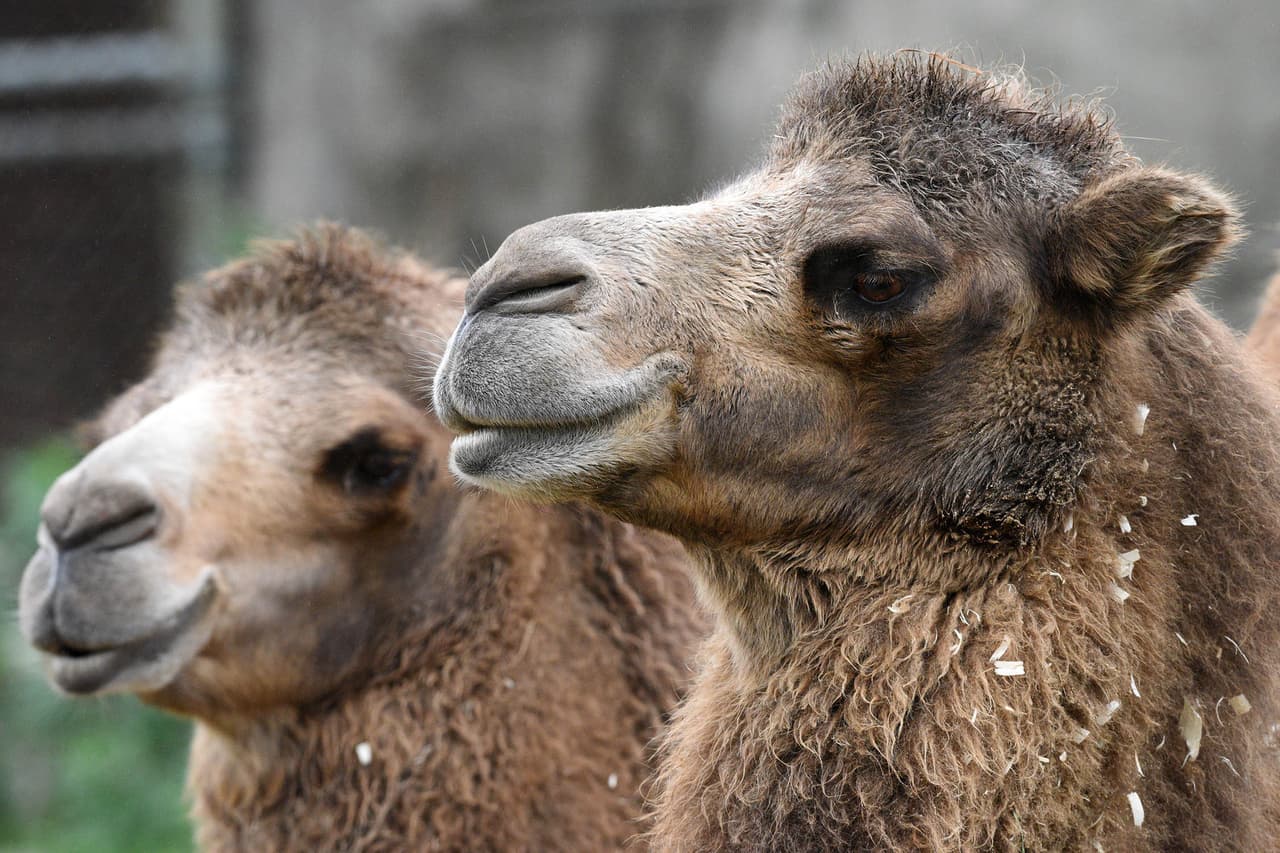 En las charlas compartirán datos interesantes y divertidos sobre los animales y responderán a las preguntas de los espectadores.