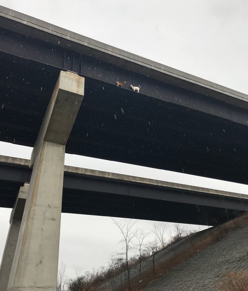 La cabra marrón logró darse la vuelta, pero la blanca no permitía que regresaran el camino andado.