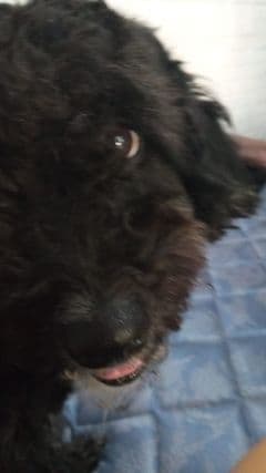 Boni es la paz para Morán Morán