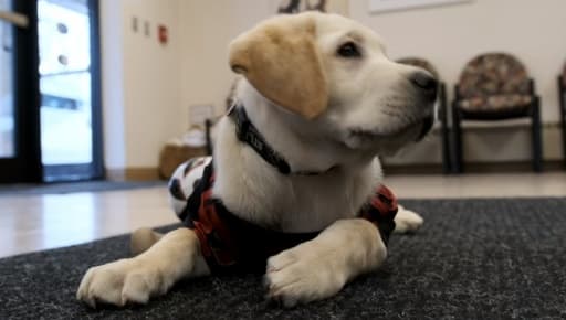 Spike recibirá entrenamiento en el área de la ciudad de Atlanta con la intención de convertirse en un perro de servicio.