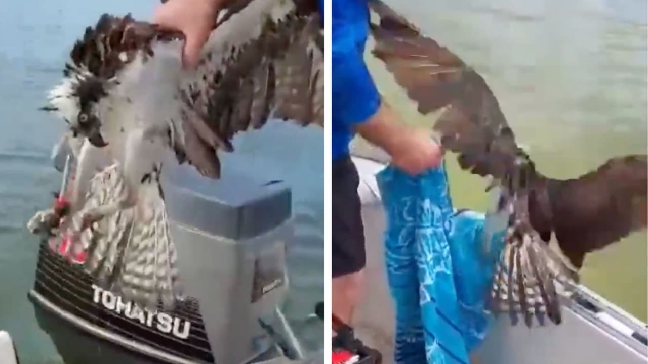 Rescatan águila que se ahogaba en el mar tras enredarse en una trampa para pescar