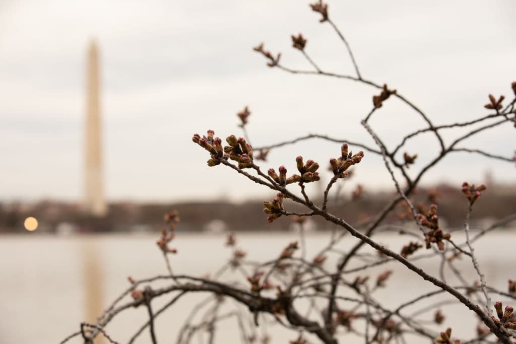 Cada año, desde 1934, se celebra el Festival Nacional de los Cerezos en Flor (National Cherry Blossom Festival, en inglés). Este evento dura dos semanas y se calcula que 700,000 personas disfrutan visitan los cerezos de la capital.