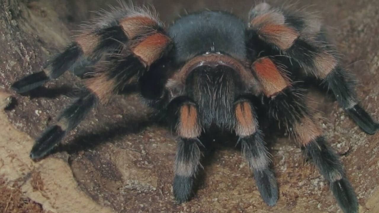 ¿Por qué durante otoño veremos más tarántulas en Texas? Esto dicen los expertos