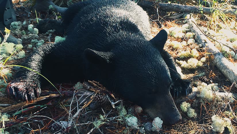 ¿Se pueden controlar los osos con anticonceptivos?