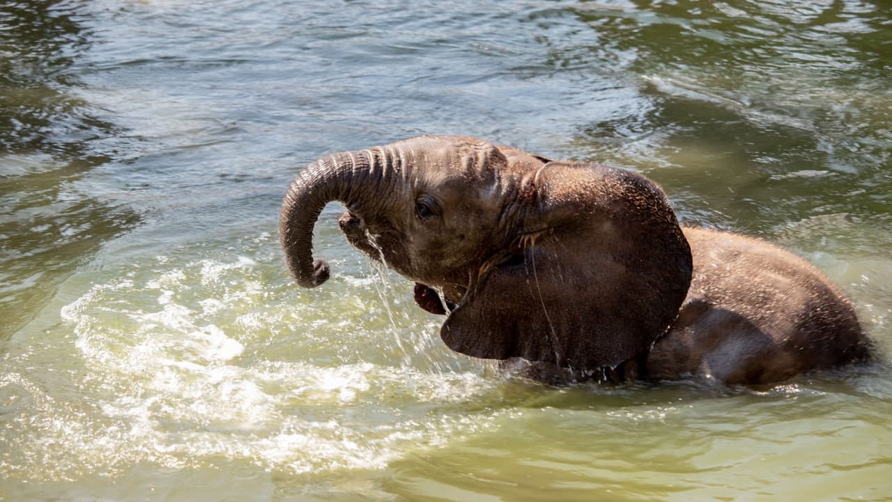 <b>Desde el 1 de enero hasta el 29 de febrero</b>, el zoológico ofrece
<b>una experiencia única a solo $10 por persona</b>, haciendo que las visitas familiares sean más accesibles que nunca. ¡Y este año,
<b>con el regalo del día adicional gracias al año bisiesto</b>, la diversión está garantizada!