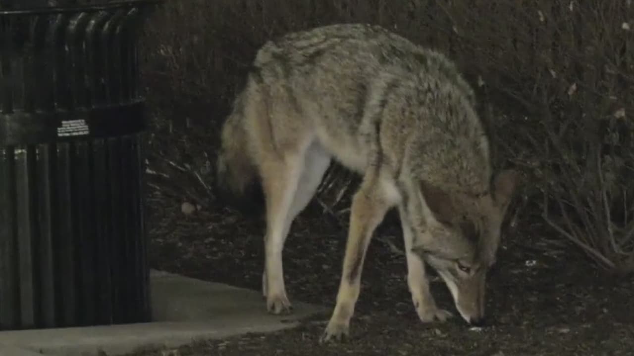 Reportan que un hombre de 32 años fue atacado por un coyote en la ciudad de Chicago