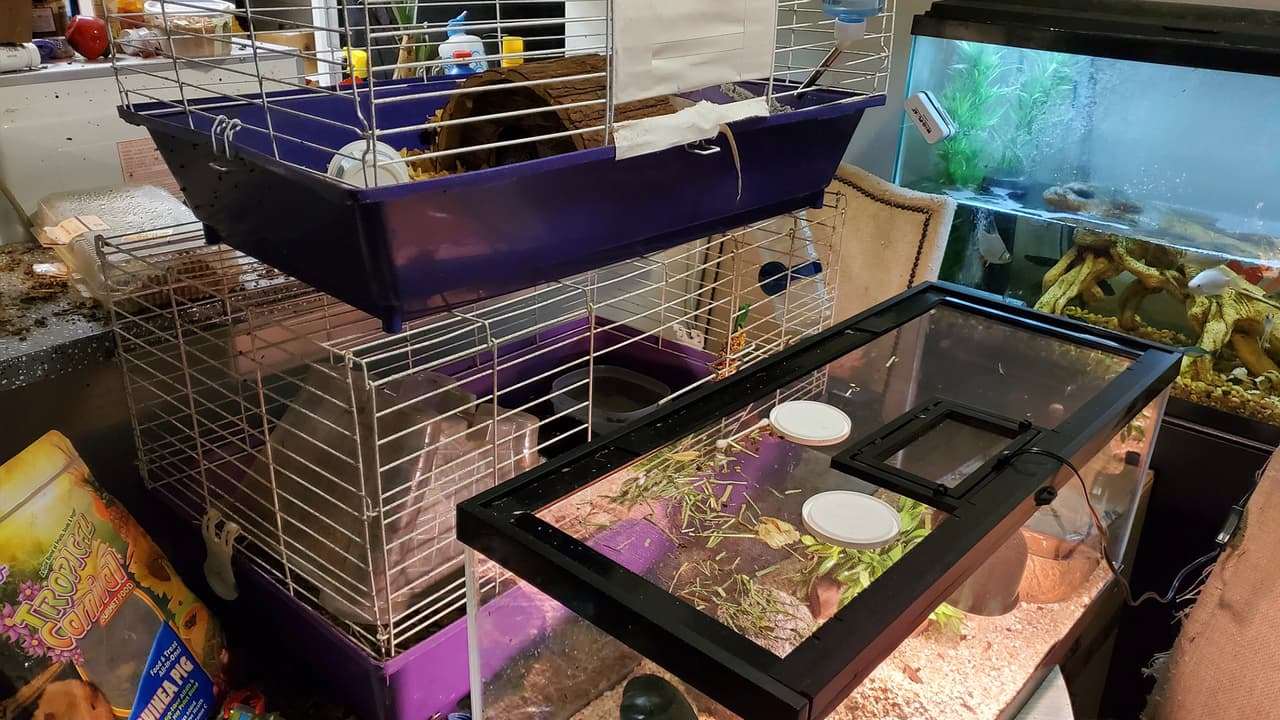 Oficiales hallaron una serpiente, 2 chinchillas, 3 erizos y 26 peces, entre otros tipos de animales.