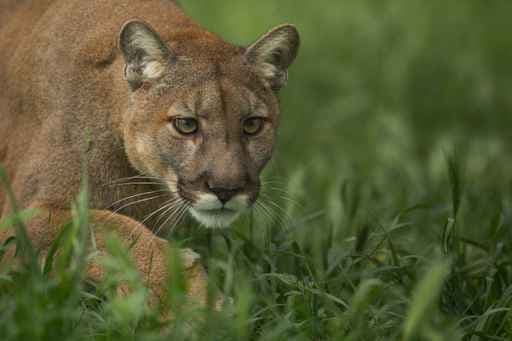 Preocupación por ataques contra animales en el norte de Arizona: vecinos culpan a un puma y sus crías