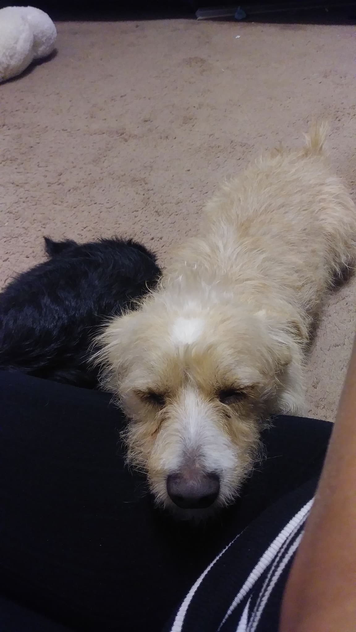 Juli de Henreiquez disfruta de la compañía de su hijo perruno.