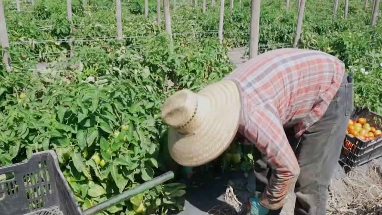 Calor extremo: Trabajadores agrícolas enfrentan jornadas al aire libre y con altas temperaturas