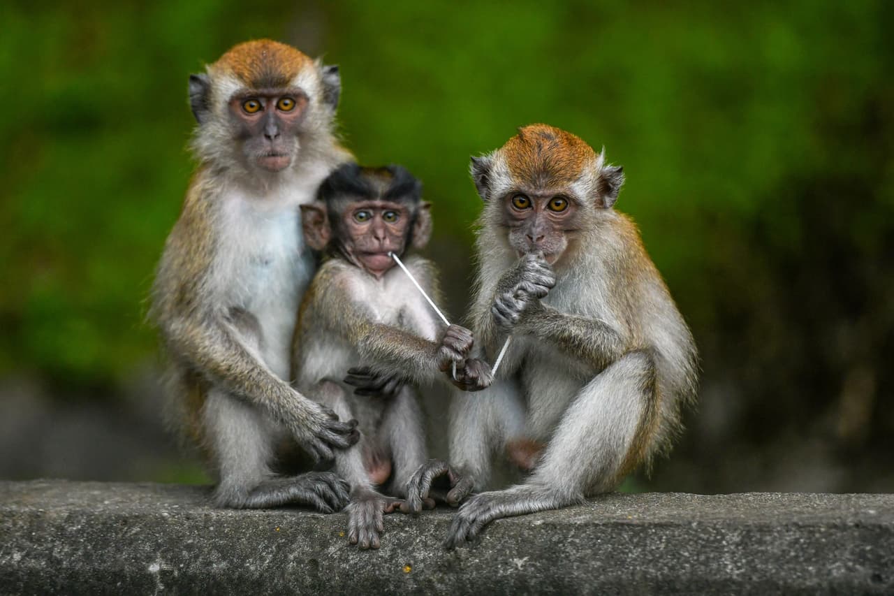 Miles de electrodos en el cerebro: un experimento en monos da esperanza de poder devolver la visión a personas ciegas
