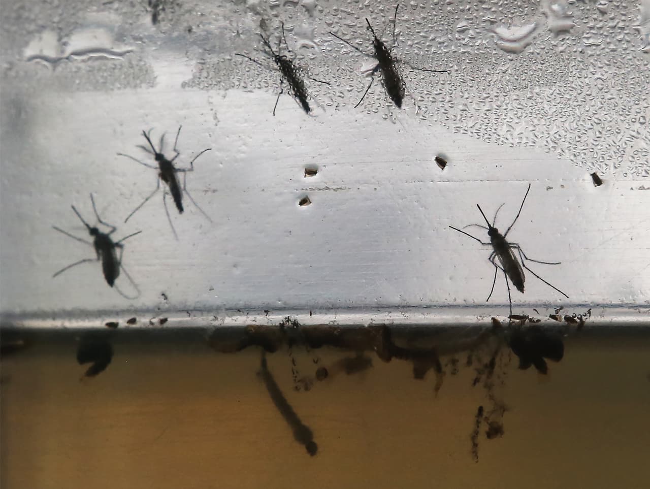 Ante la confirmación de un caso de dengue en Miami-Dade, el Departamento de Salud pide a los residentes de Miami y sus visitantes que eviten las picaduras de mosquito y que tomen las prevenciones básicas para limitar los riesgos.
<br>