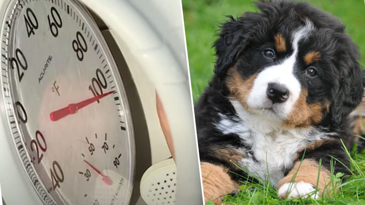 Las casas para perros no son tan seguras, menos en verano y te explicamos por qué