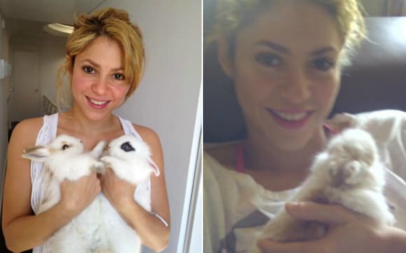 Por su parte, la colombiana
<b>Shakira</b>, aunque no es una amante de los animales exóticos, ha tenido conejos como mascotas.