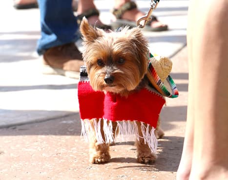 El chocolate de cualquier tipo, incluso un mordisco, puede ser tóxico y potencialmente mortal para perros y gatos. Mantenga los dulces y galletas lejos de sus mascotas.