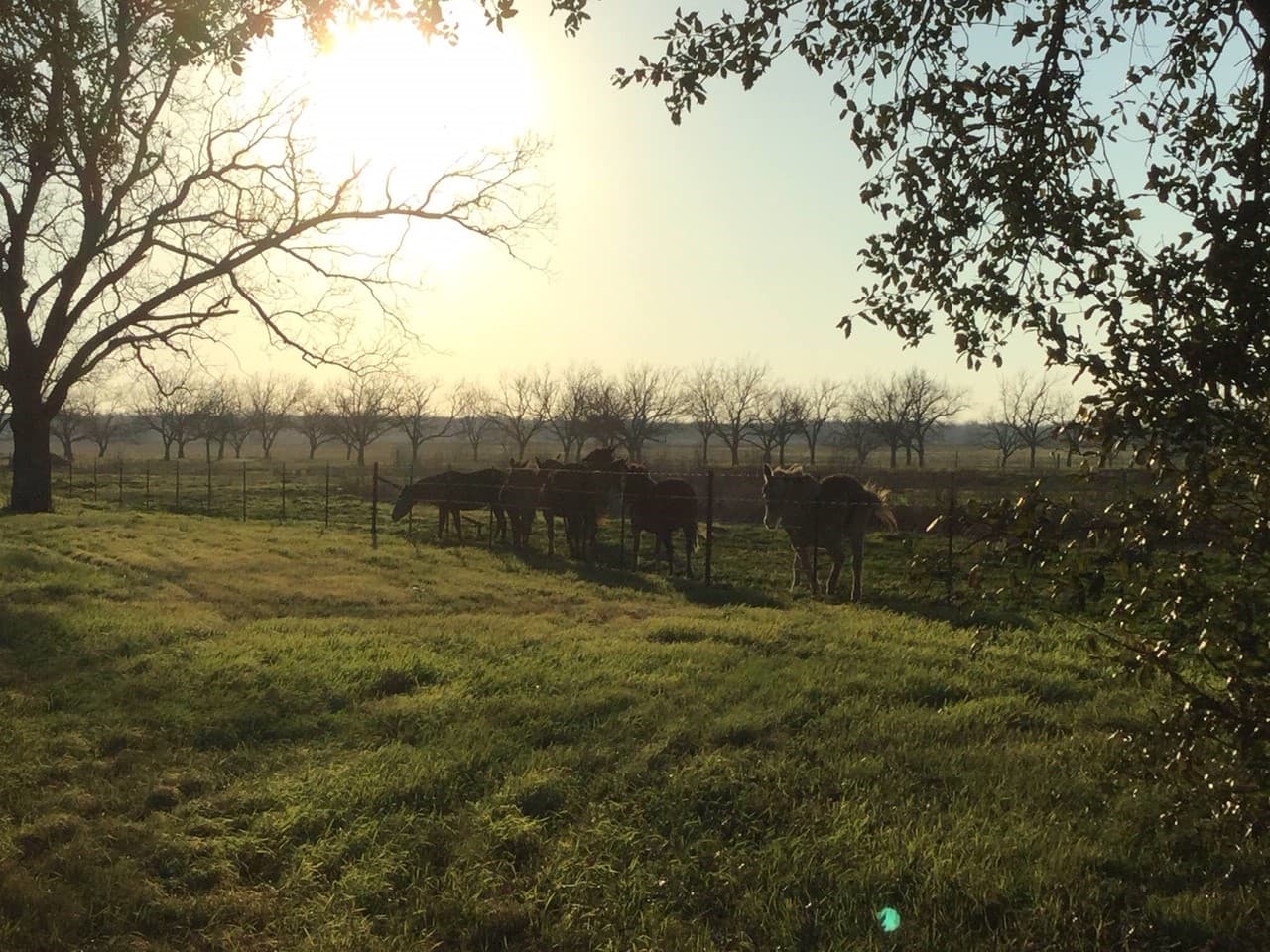 La mayor parte del rancho funciona ahora como un zoológico, un parque temático y un centro ecuestre que administra una organización sin fines de lucro, creada por la familia Joaquín.