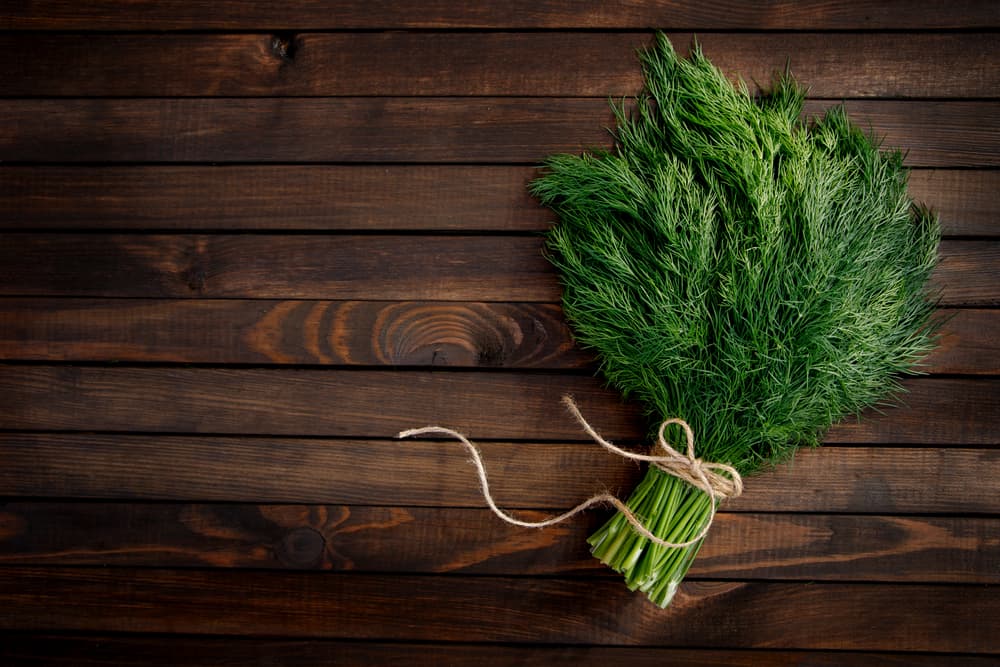 El eneldo es una planta que se ha usado por sus propiedades curativas desde antiguas civilizaciones. Su nombre en inglés, dill, proviene del escandinavo dilla, que se traduce como calmar, en alusión a las propiedades calmantes y digestivas de la planta.