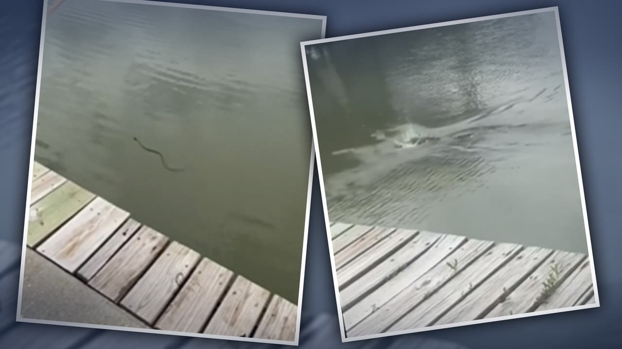 Caimán es captado en video comiendo una serpiente en un canal de Texas 