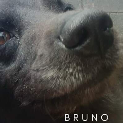Bruno es el hijo perruno de Lili Morales.