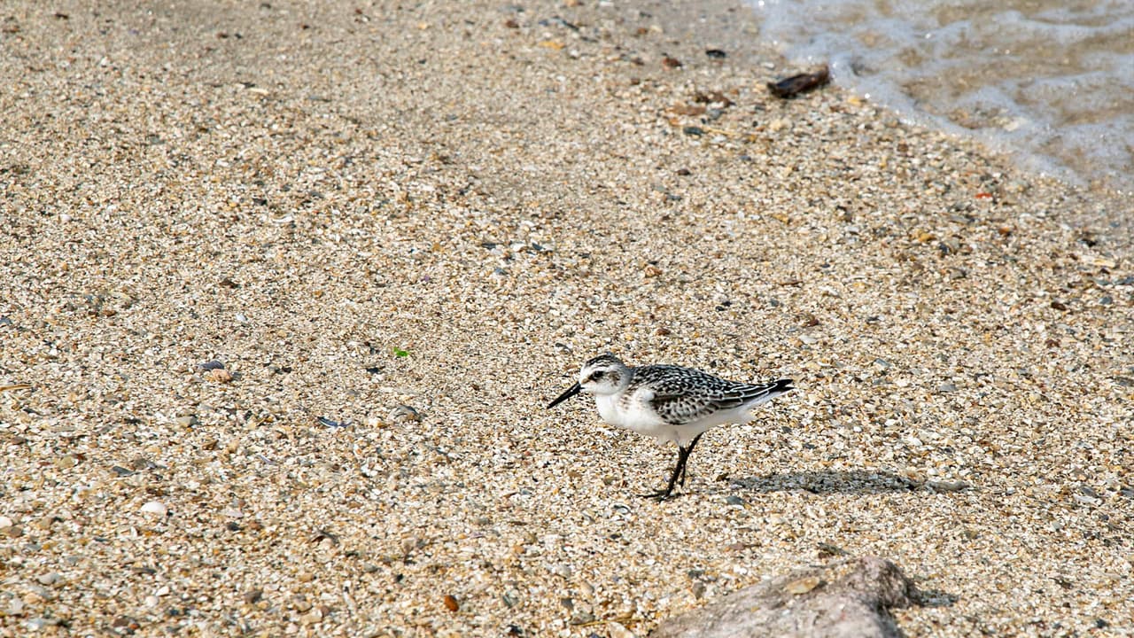 El Texas City Dike es el muelle de pesca artificial más largo del mundo y se extiende 5.3 millas hasta la bahía de Galveston, según dice 
<a href="http://www.texas-city-tx.org/page/rec.dike" target="_blank">Texas City en su portal. </a>