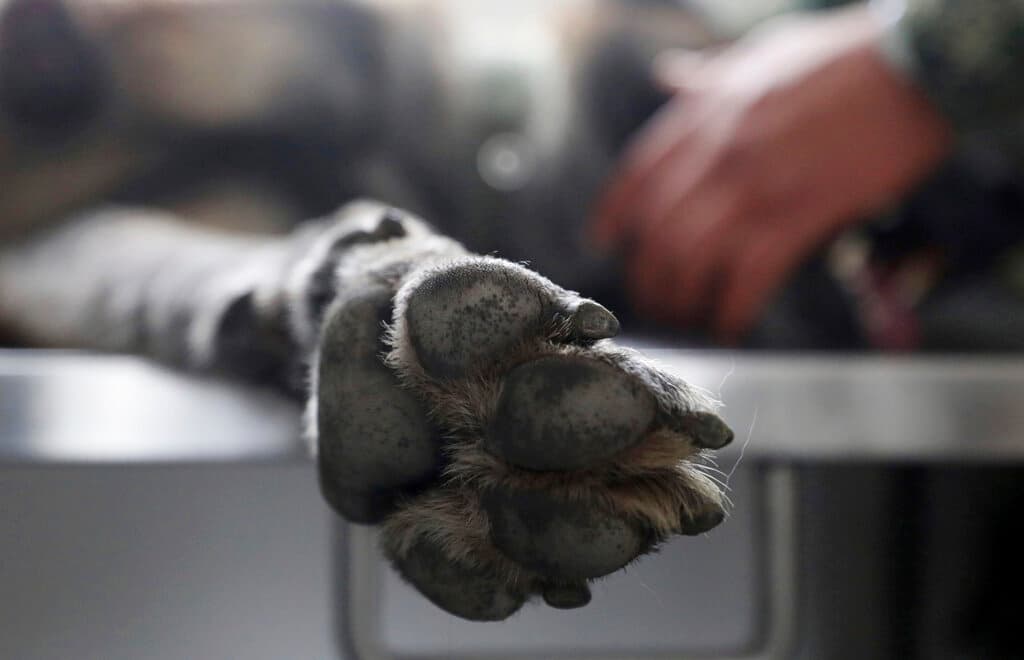 Fiscalía investiga el caso de un perro que fue hallado muerto en una patrulla de Arecibo: pasó varios días encerrado