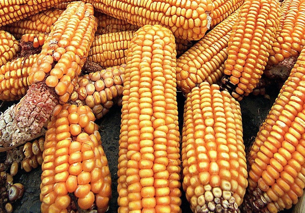 ¿Es el biocombustible más contaminante que la gasolina? Un polémico estudio afirma que sí