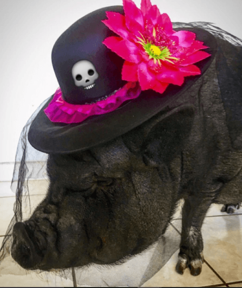 Para algunas personas, La Chata se ha convertido en toda una celebridad.