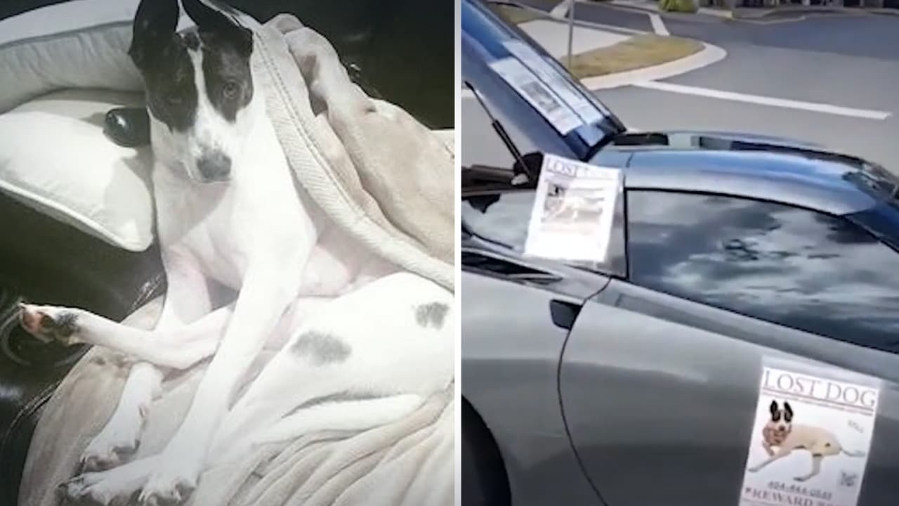 Ella es Marley, la perrita perdida por la que su familia en Georgia ofrece un Corvette de recompensa
