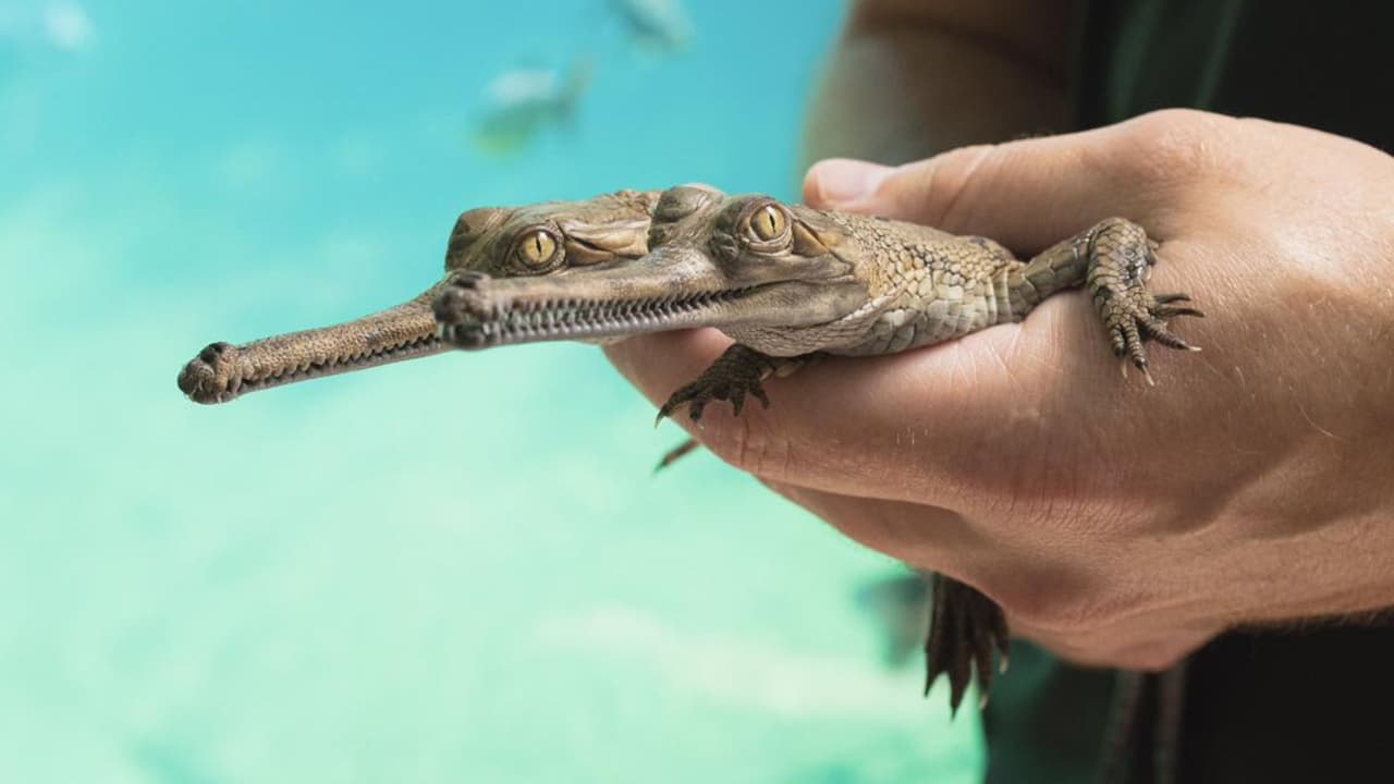 <h3 class="cms-H3-H3">Bebés cocodrilo que valen oro </h3>
<br>
<br>Los dos nuevos ghariales nacieron esta temporada en condiciones muy controladas,
<b> rodeados por un equipo de cuidadores que parecen más detectives que biólogos</b>. Cada movimiento se observa, cada avance se registra. Y es que Fort Worth 
<b>es el único zoológico en Estados Unidos criando esta especie. </b>Aquí se aprende en tiempo real: 
<b>cómo alimentarlos, cómo hacer que sobrevivan, cómo prepararlos para, tal vez algún día, regresar al mundo salvaje</b>. No es solo una exhibición: 
<b>es una incubadora de esperanza.</b>