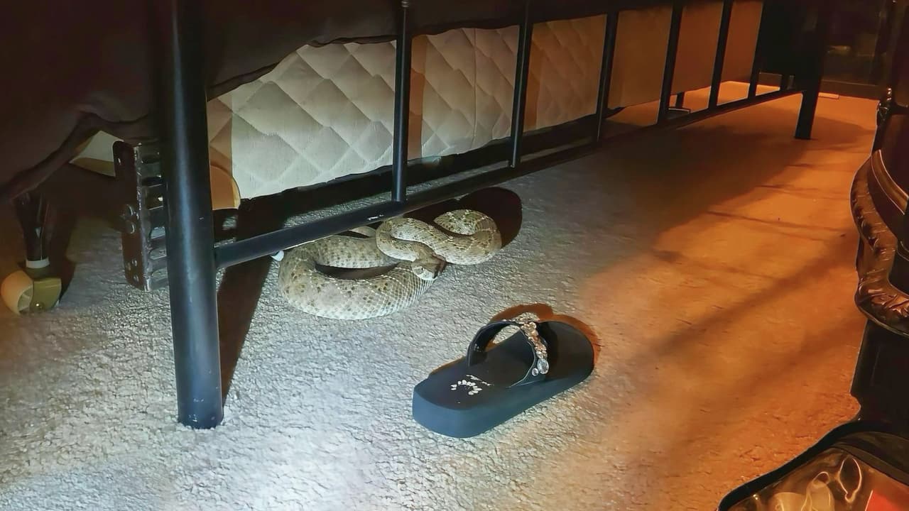 Autoridades retiraron la serpiente de cascabel sin incidentes tras hallarla dentro de una vivienda.