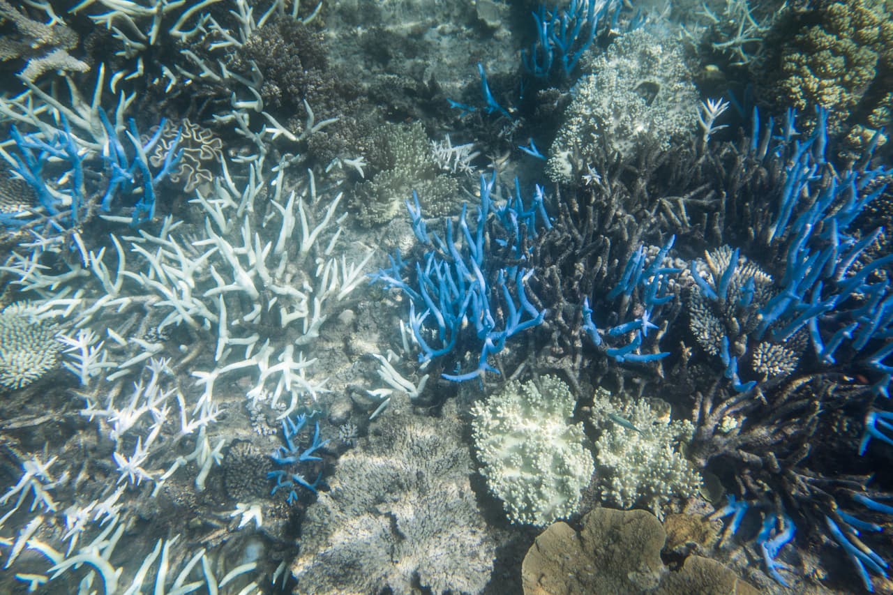 El blanqueamiento afecta a ciertos tipos de corales más que a otros. Este factor se está investigando actualmente ya que podría conducir a una solución, en el esfuerzo de repoblar los arrecifes de coral científicos están buscando en los que son más resistentes a las temperaturas cálidas.