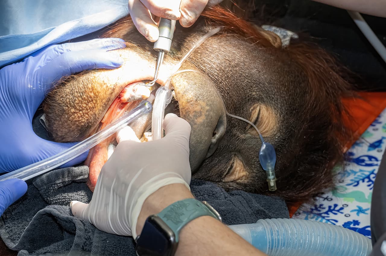 Así le limpian los dientes a un orangután del Zoo de Miami.