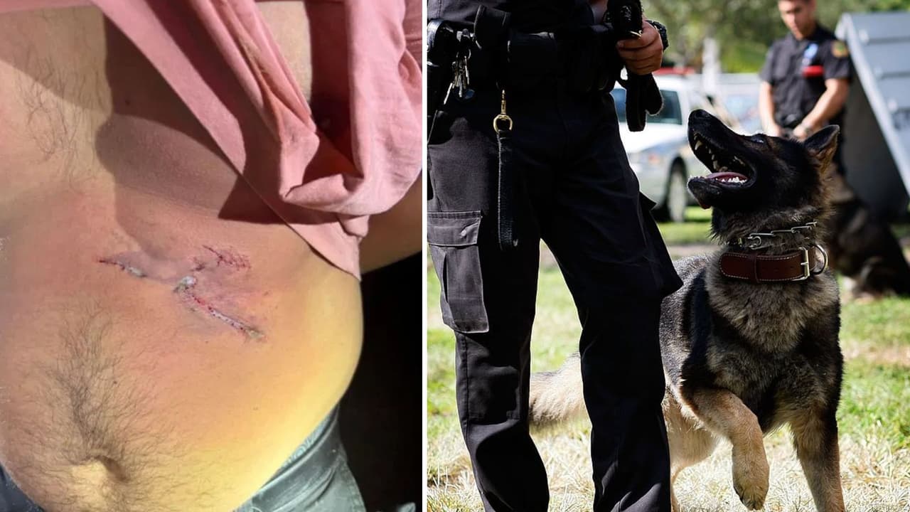 Perro policía captura a mordidas a un inmigrante detenido que intentó huir en Florida