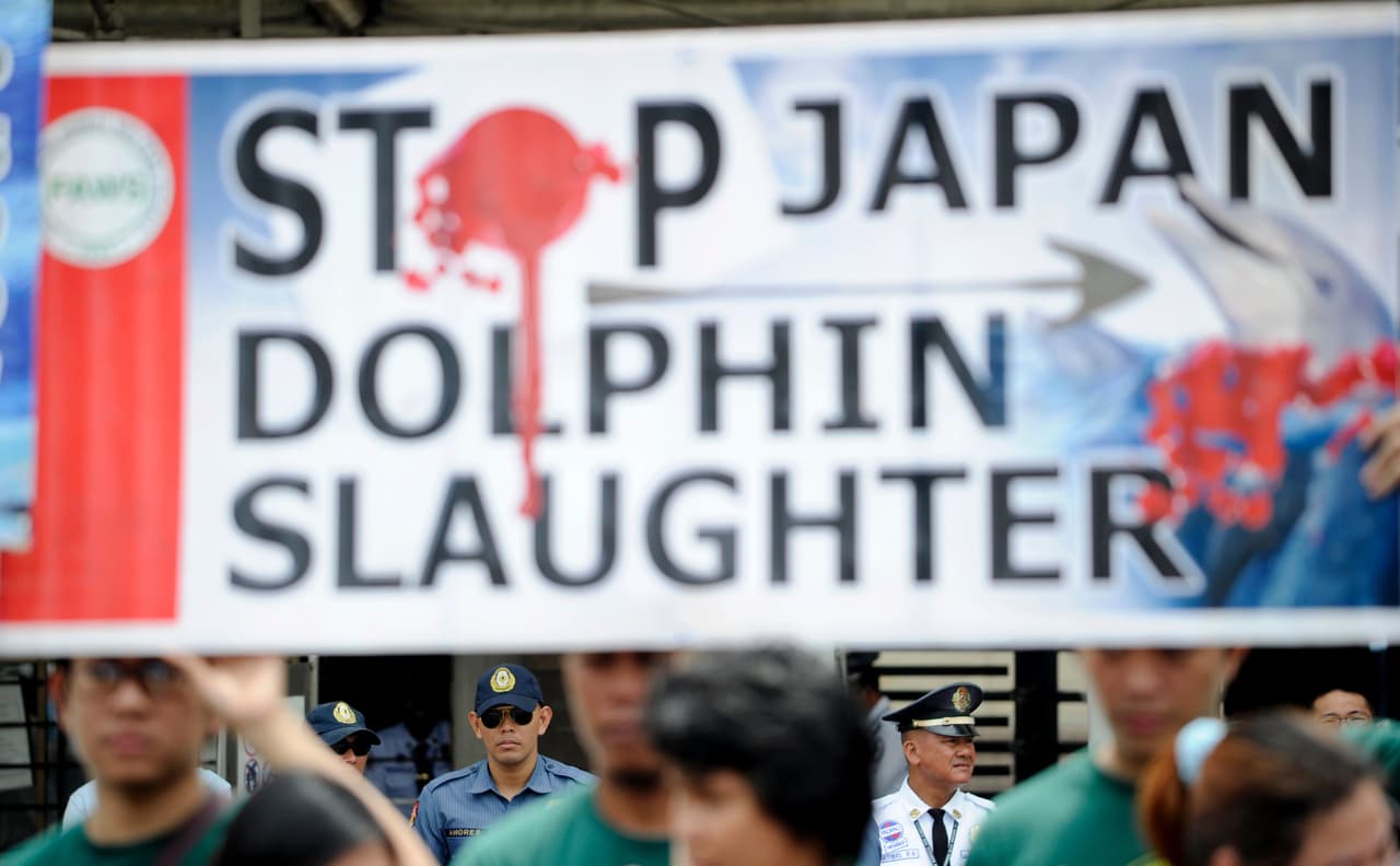 La mayoría de los cetáceos de Taijin son destinados al consumo humano, principalmente en el mercado nipón, mientras que una pequeña parte son capturados vivos y vendidos a zoológicos y acuarios de todo el mundo, según la ONG de protección medioambiental Sea Shepherd, observadora de la pesca de delfines en el país asiático. (AFP)