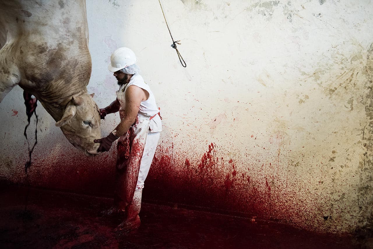 Tras un disparo en la cabeza las vacas son colgadas boca abajo y desangradas mediante un corte de la garganta.
<i>Zapopan (Jalisco), 2015.</i>