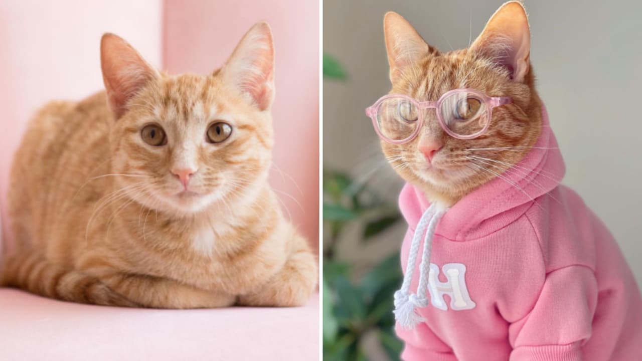 De gatita abandonada a mascota millonaria: joven revela cuánto gana su mascota influencer