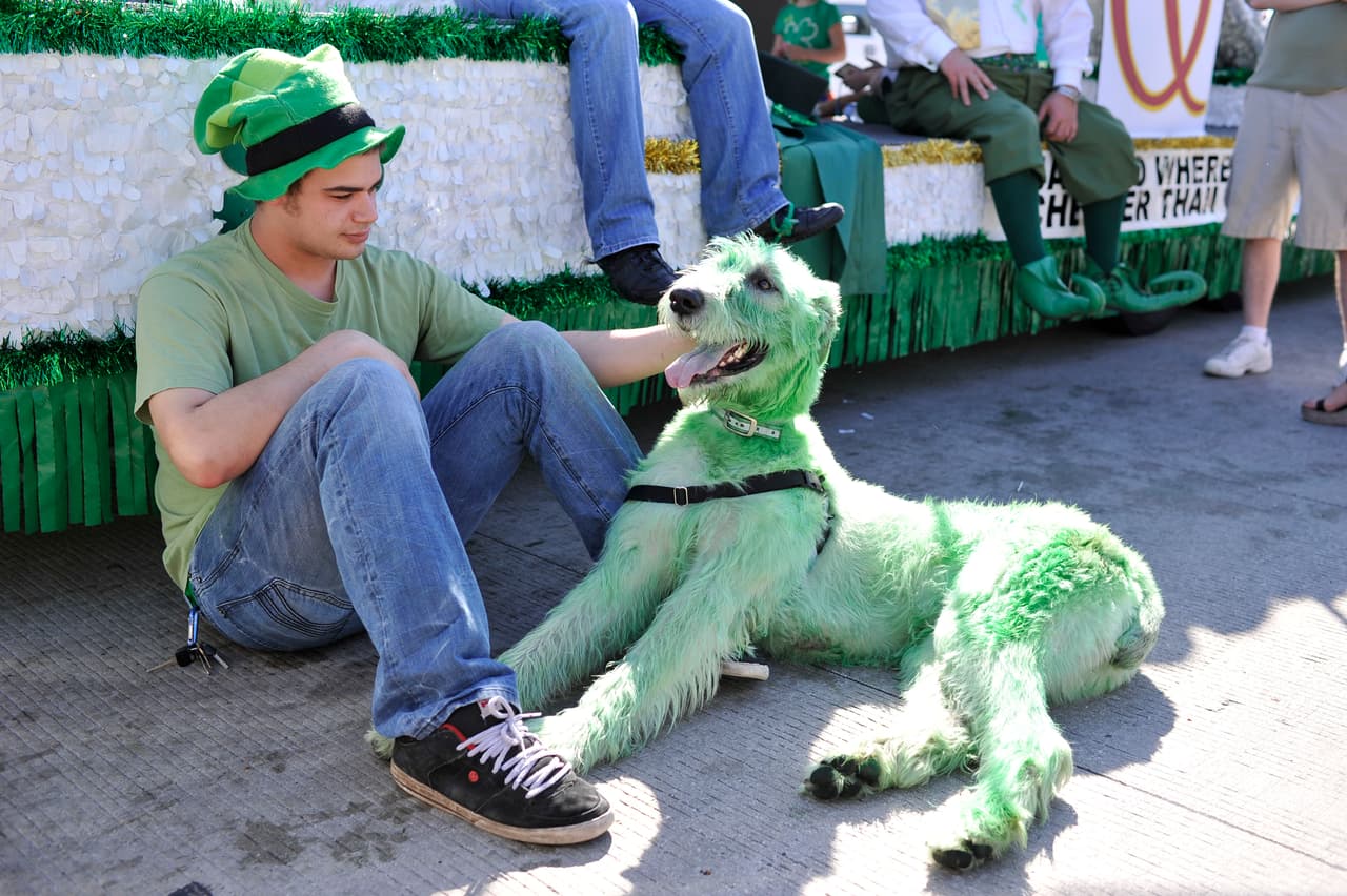 Adultos, jóvenes, niños y hasta mascotas se visten de verde para la celebración del santo islandés que cada año cobra mayor fuerza y reconocimiento local y nacionalmente.
<br>