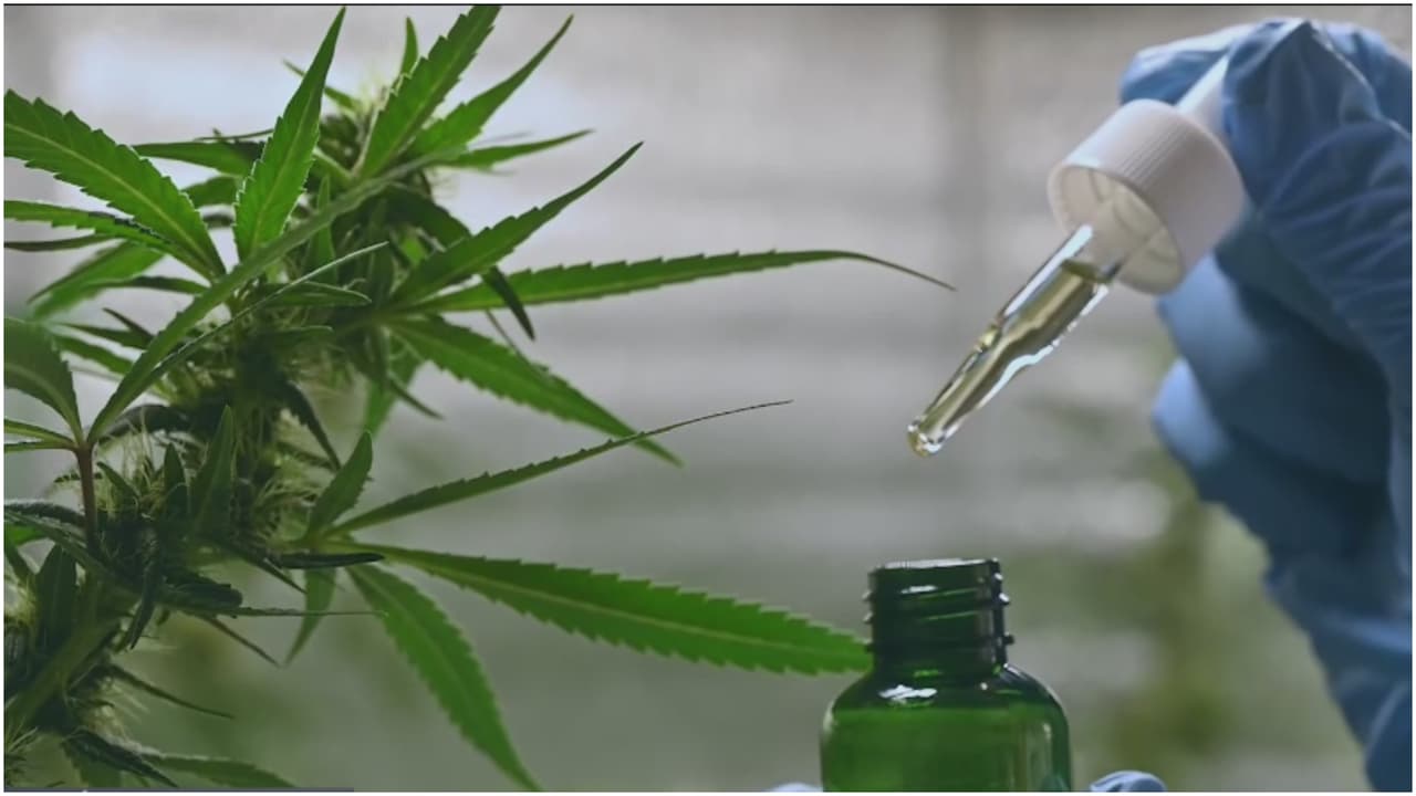 Entra en vigor ley que permite a más pacientes tener acceso a la marihuana medicinal en Texas