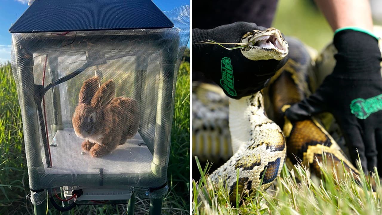 Conejos robot: la nueva estrategia de Florida para combatir la invasión de pitones