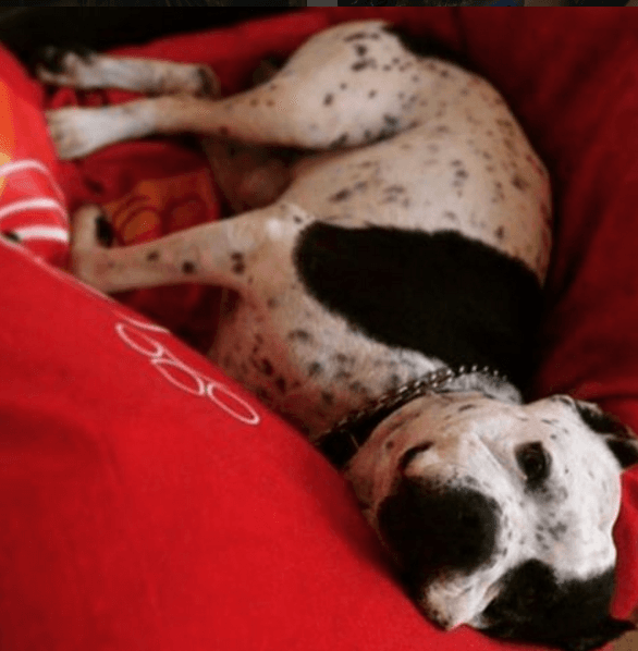 Este perrito es un consentido y así es como descansa mientras su amo está en el estudio.